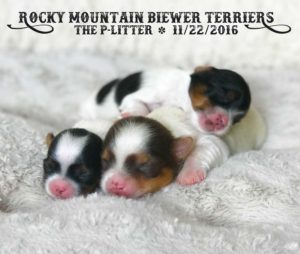 Rocky Mountain Biewer Terriers P-Litter