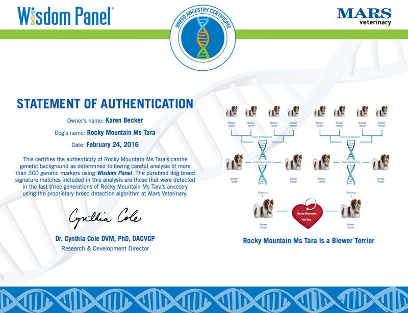 Pure Bred Biewer Terrier Mars Wisdom Panel DNA Test Result