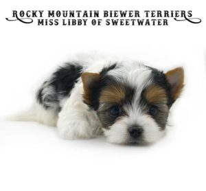 Rocky Mountain Biewer Terriers for Sweetwater