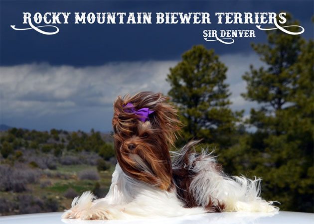 Biewer Terrier Studs Rocky Mountain Sir Denver Chocolate Biewer Terrier
