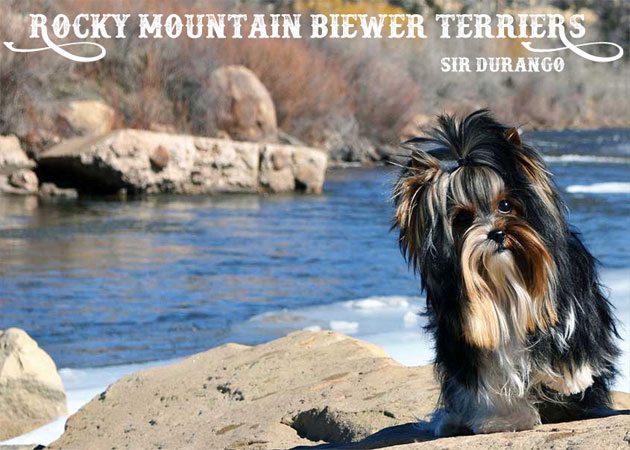Rocky Mountain Biewer Terrier Stud Sir Durango