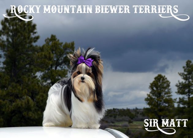 Biewer Terrier Studs Rocky Mountain Sir Matt