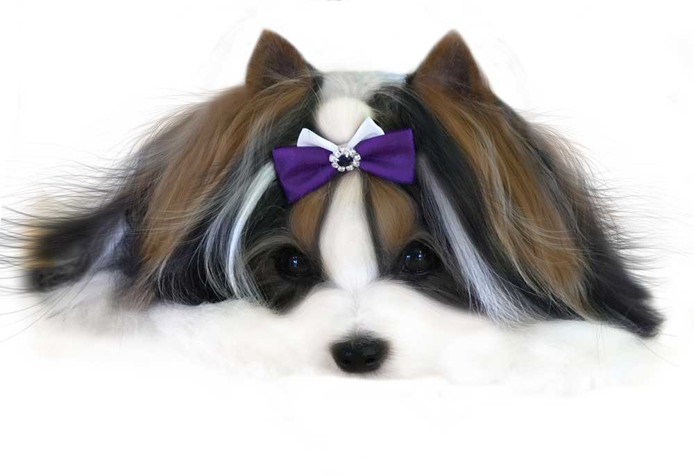 Sir Cosmo - Rocky Mountain Biewer Terriers