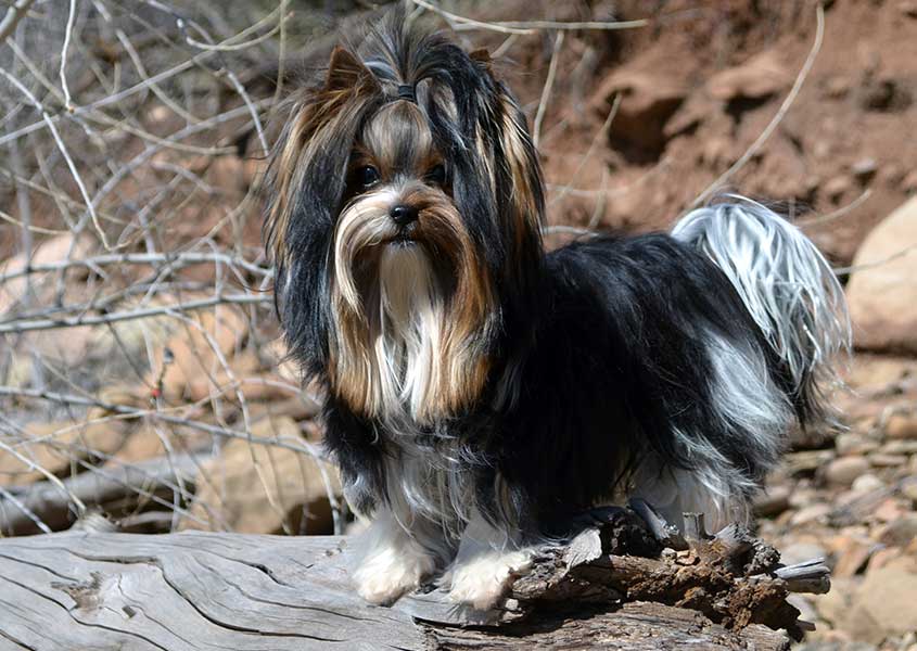 Durango Biewer Terrier