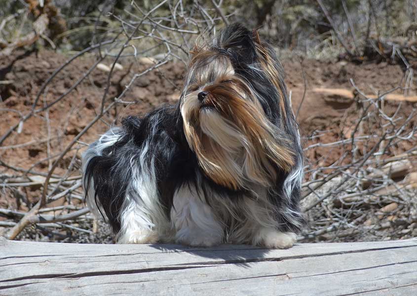 Rocky Mountain Biewer Terriers Sir Durango