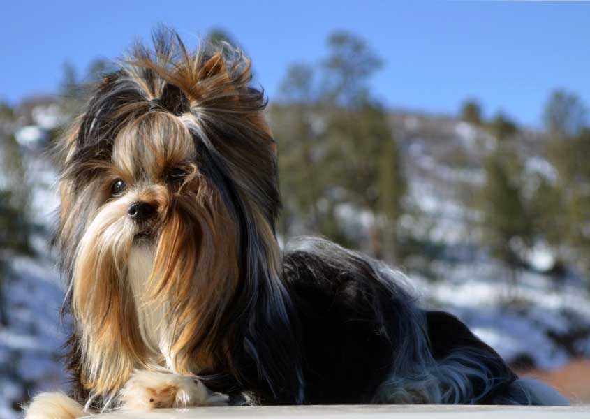 Durango Biewer Terrier