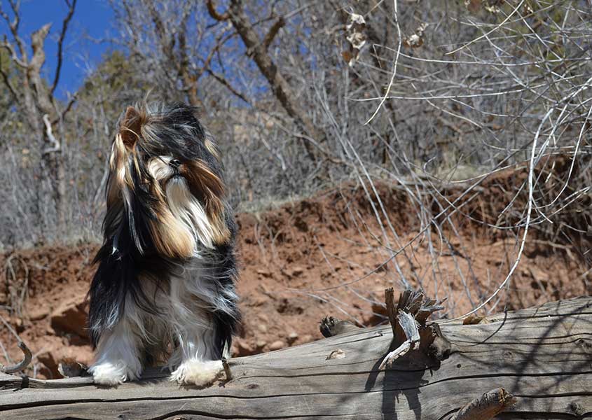 Rocky Mountain Biewer Terriers Sir Durango