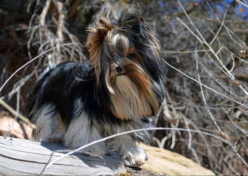 Durango Biewer Terrier