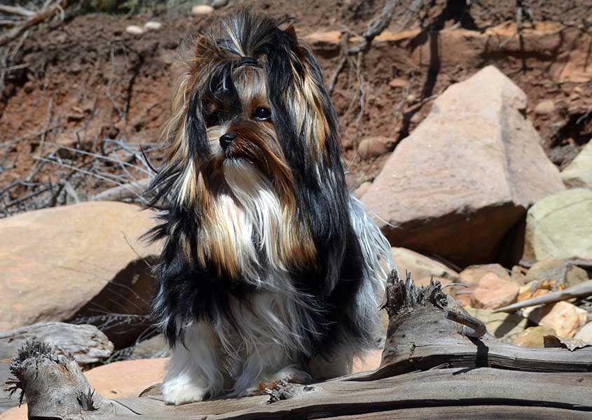 Durango Biewer Terrier