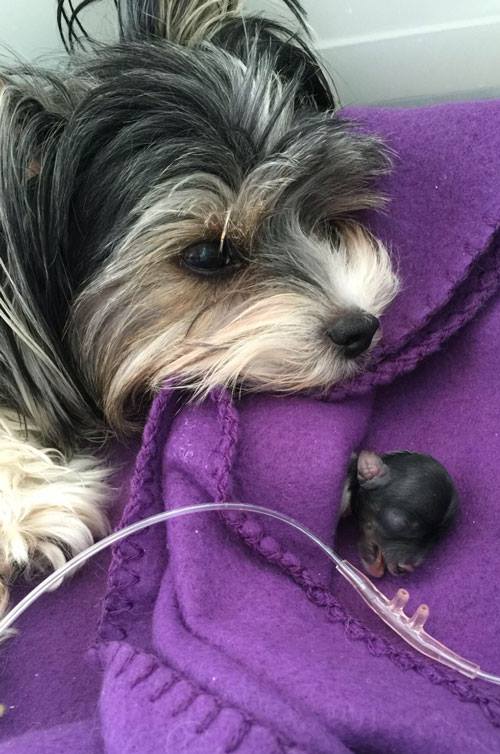 RIP little Sir Caesar