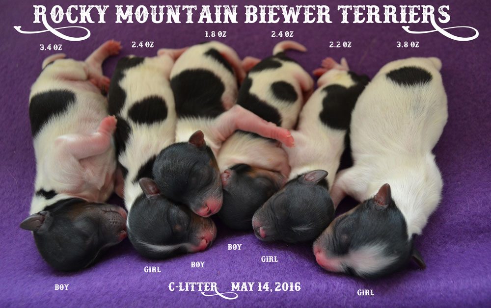 C-Litter DOB: May 14.2016