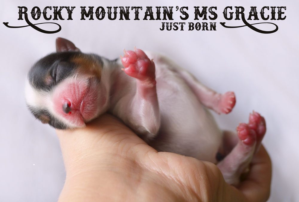 Rocky Mountain's Ms Gracie just born