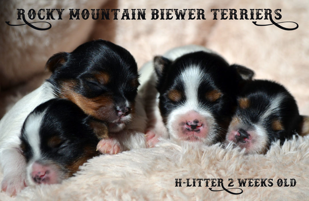 Rocky Mountain's H-Litter 2 Weeks old