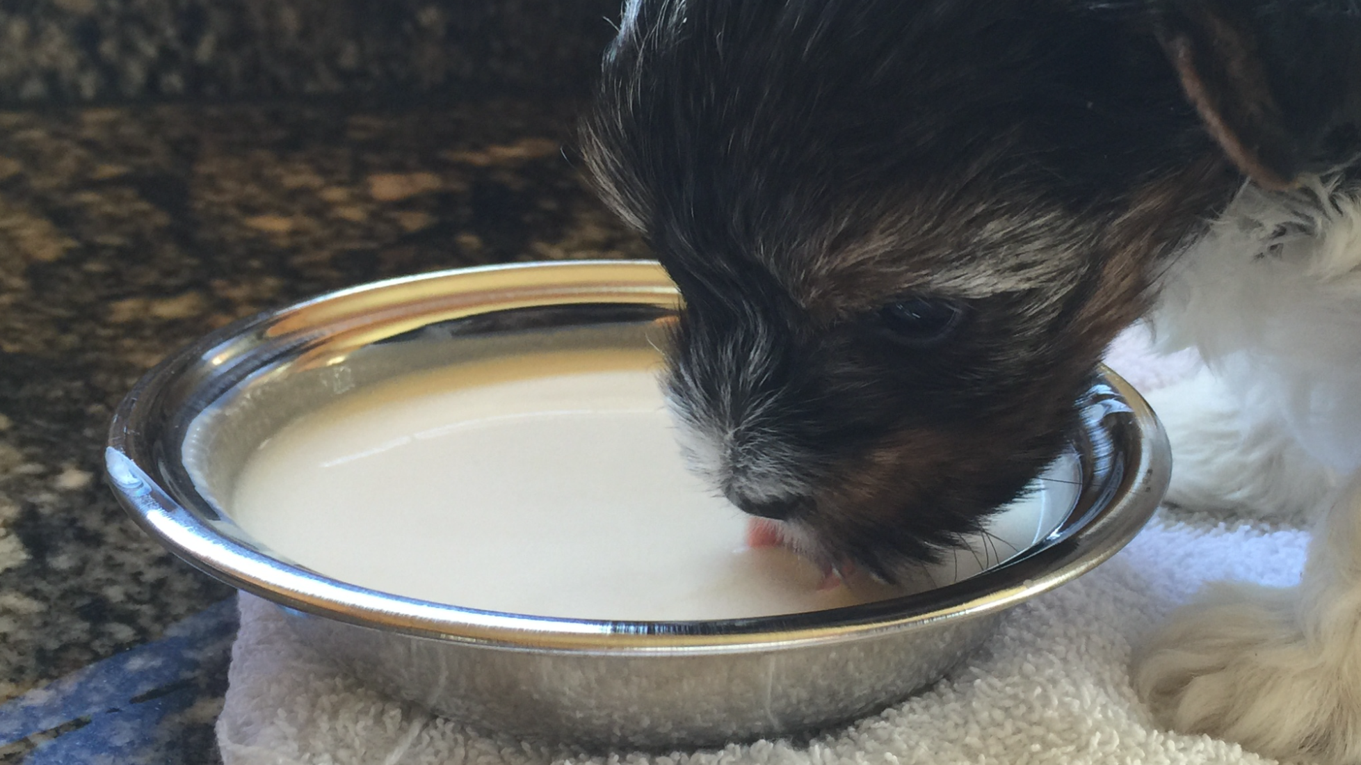 Puppy Miracle Formula Ingredients