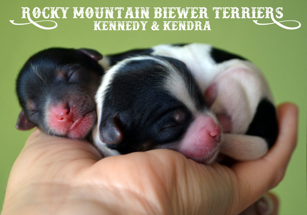 Rocky Mountain Biewer Terriers K-Litter