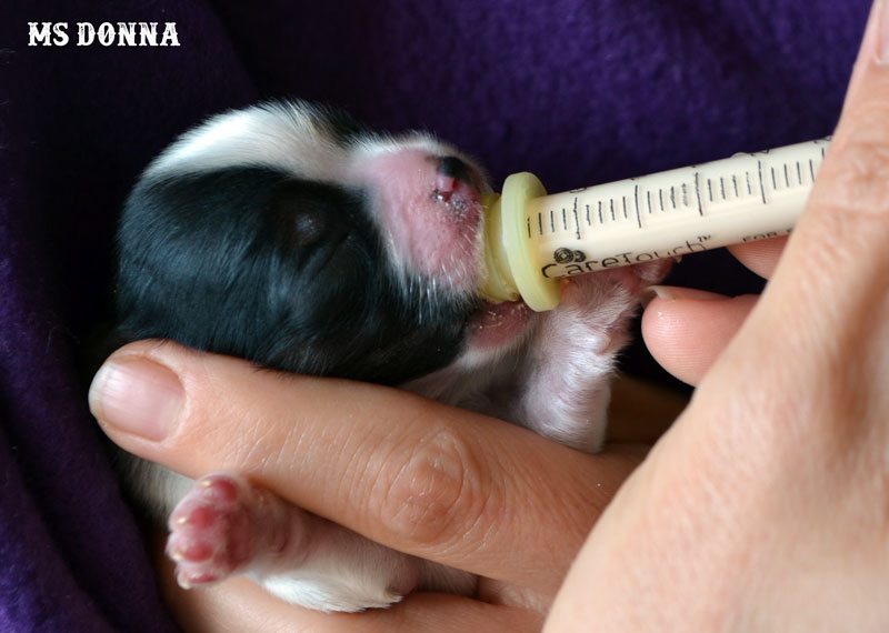 Cleft lip puppy The Story of Ms Donna Rocky Mountain Biewer Terriers