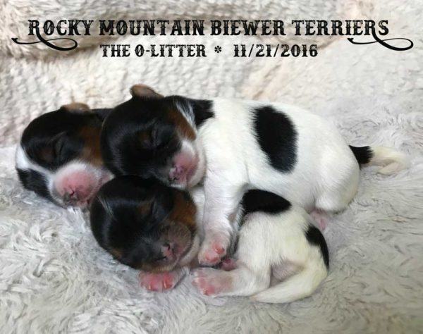 Rocky Mountain Biewer Terriers O-Litter