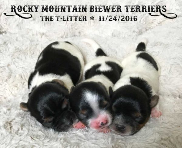 Rocky Mountain Biewer Terriers T-Litter