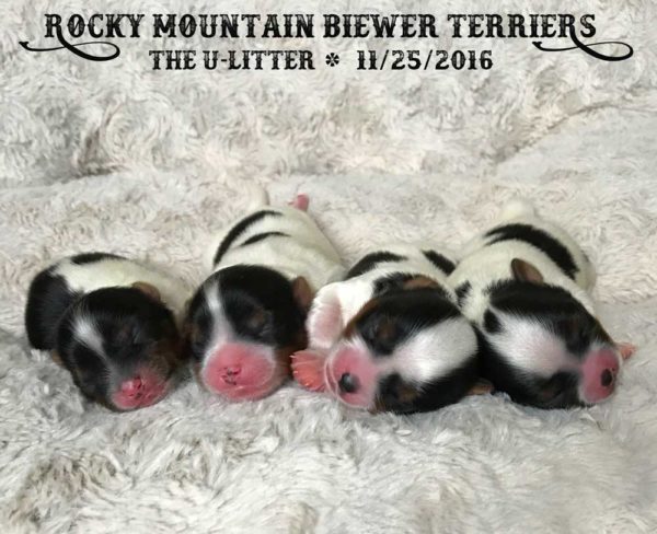 Rocky Mountain Biewer Terriers U-Litter