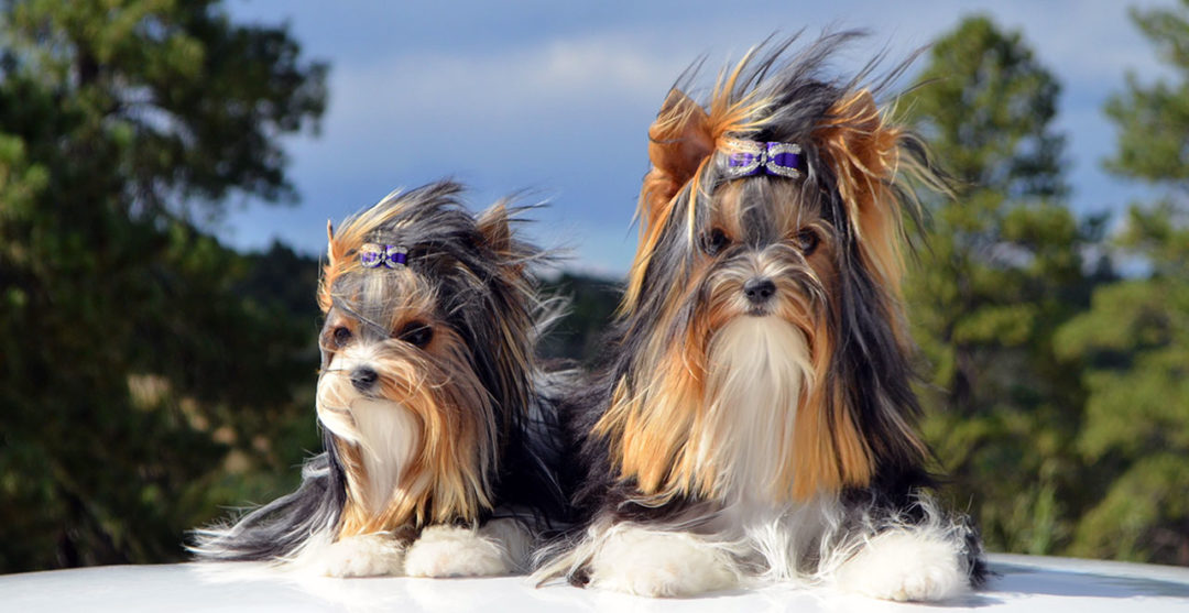 Rocky Mountain Biewer Terrier Girls Ms Annie and Ms Toni