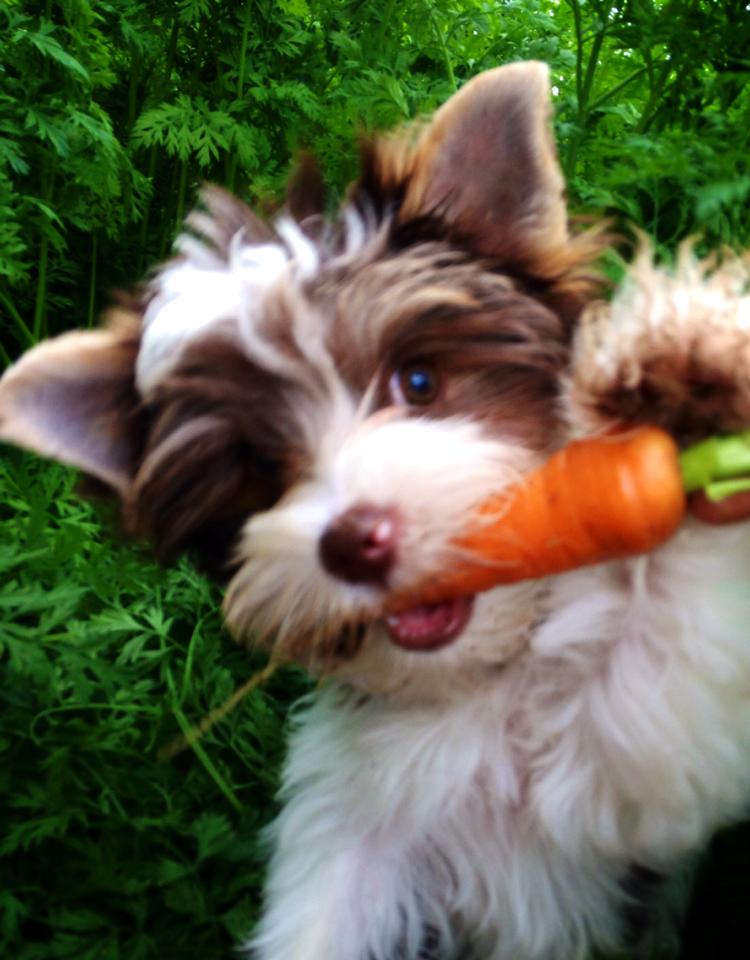 Chocolate Biewer Mylie Carrot