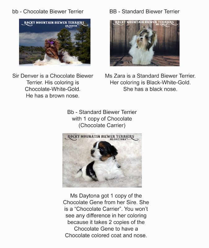 Biewer Terrier Chocolate Carrier