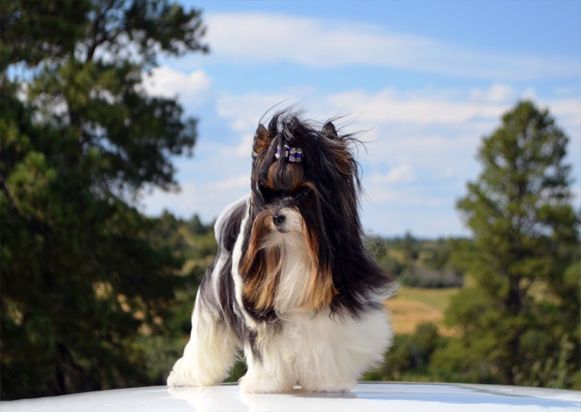 Rocky Mountain's Sir Bobby