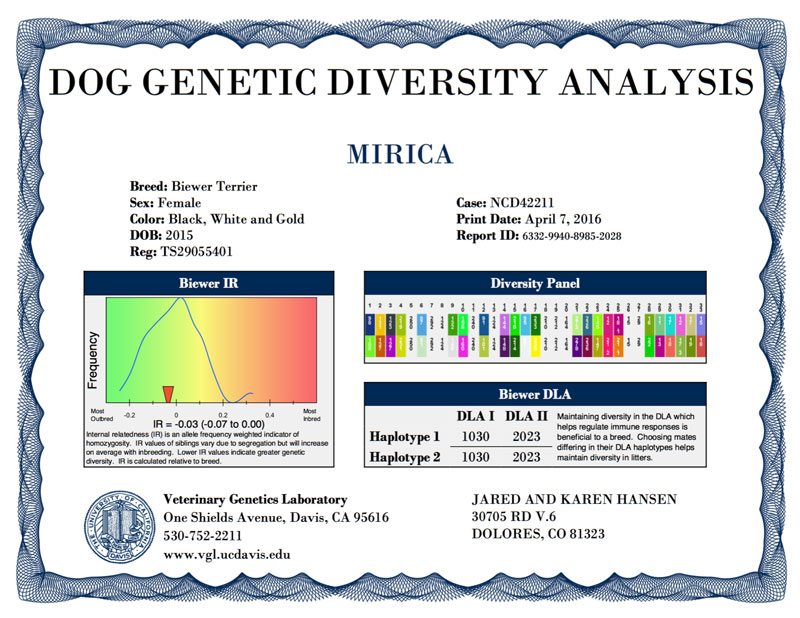 Biewer Terrier Diversity Analysis
