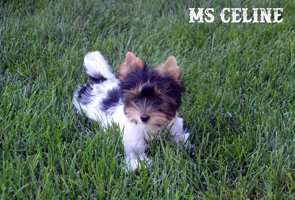 Rocky Mountain's Ms Celine AKC registered Biewer Terrier Girl