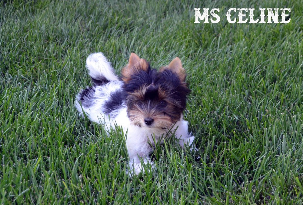 Rocky Mountain's Ms Celine AKC registered Biewer Terrier Girl