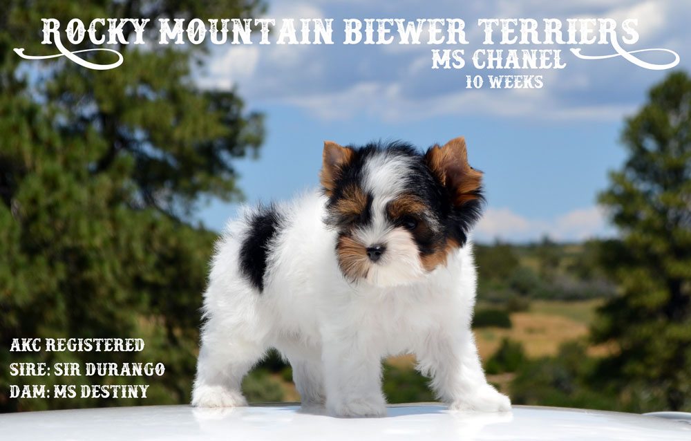 Biewer Terrier Puppy Ms Chanel 10 weeks