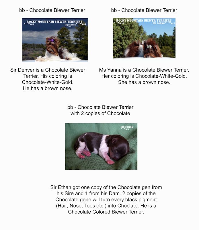 Chocolate Biewer Terrier