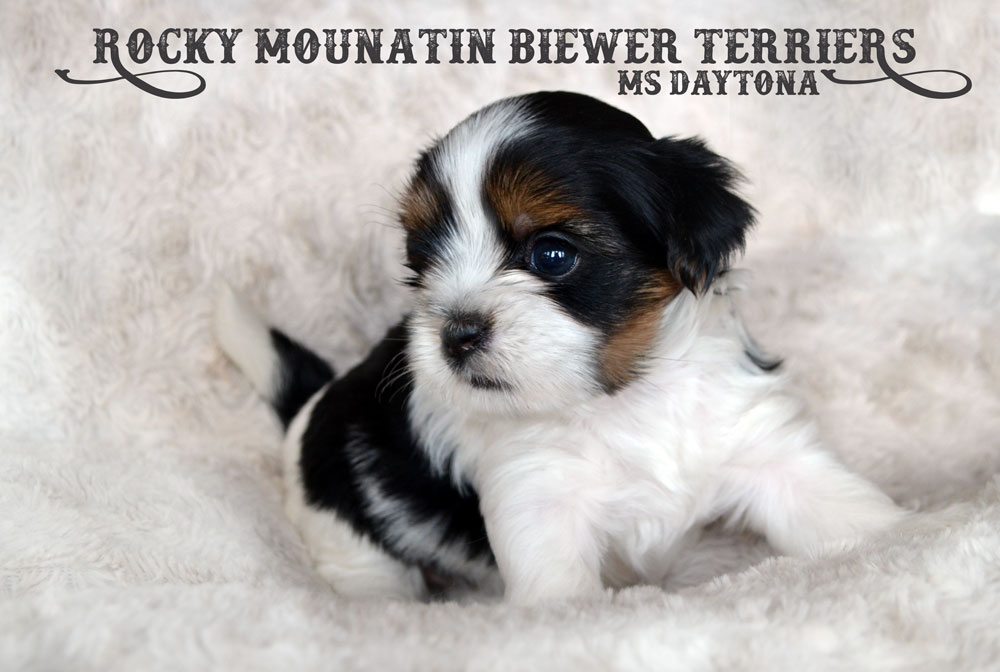 Rocky Mountain Biewer Terrier Puppy Ms Daytona