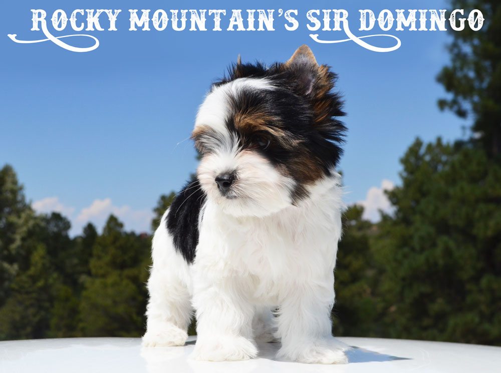 Rocky Mountain's Sir Domingo AKC Biewer Terrier Puppy