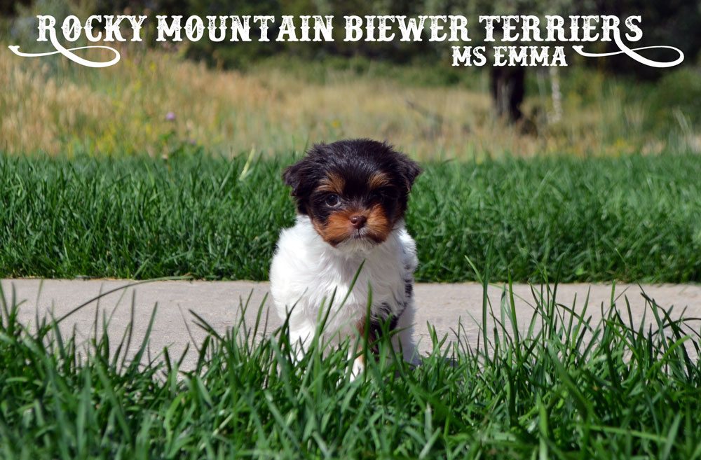 Rocky Mountain's Ms Emma - Chocolate Biewer Terrier