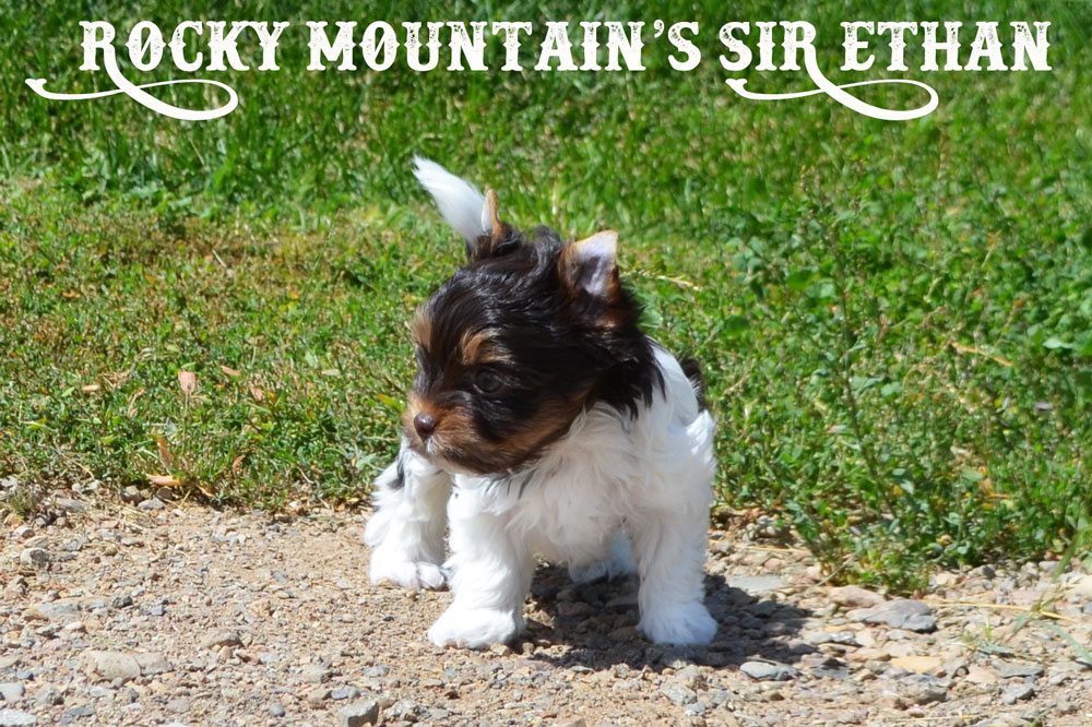 Rocky Mountain's Sir Ethan