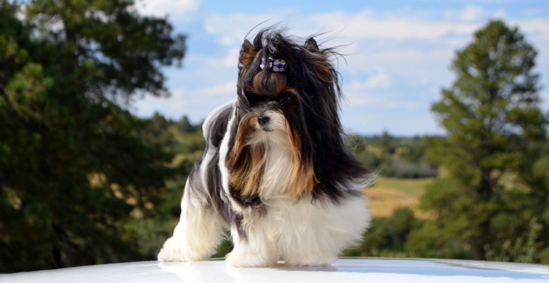 Bobby Biewer Terrier