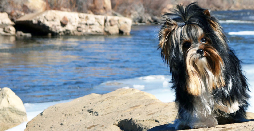 Durango Biewer Terrier