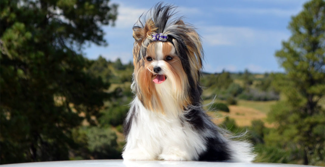 Rocky Mountain's Miss Talia