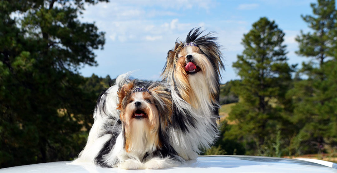 Ms Tasha and Ms Talia Biewer Terrier Girls