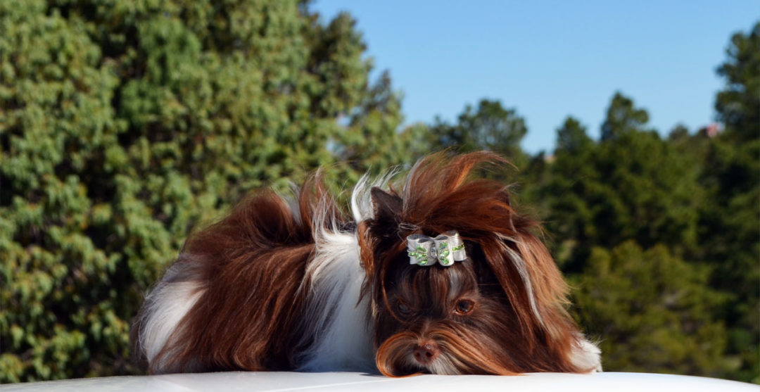 Ms Yanna Chocolate Biewer Terrier