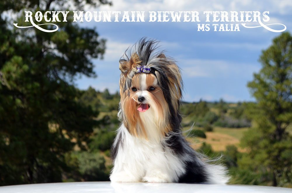 Rocky Mountain's Miss Talia