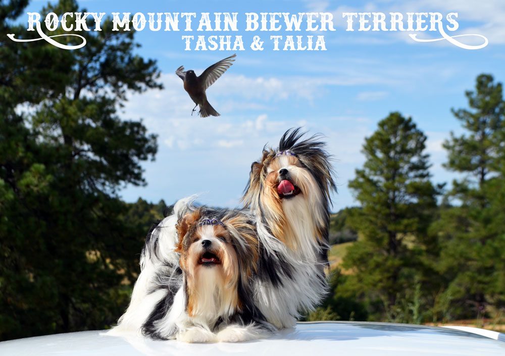 Rocky Mountain's Miss Talia