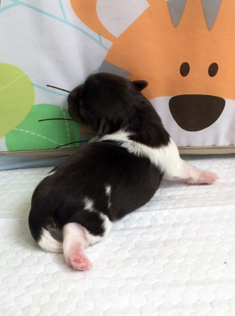 Puppy Crate Crib Bumper