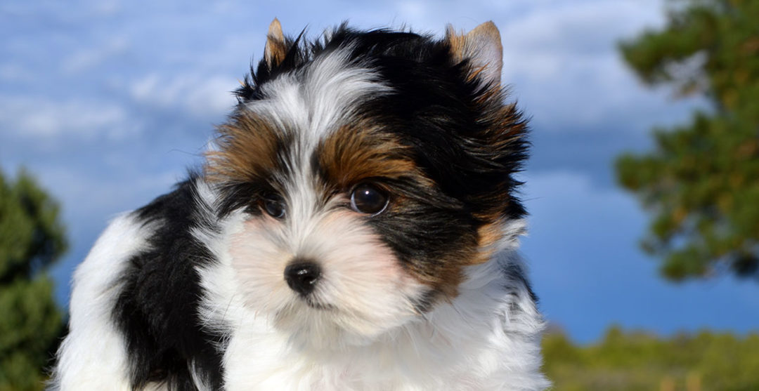 Rocky Mountains Ms Daytona Biewer Terrier Girl