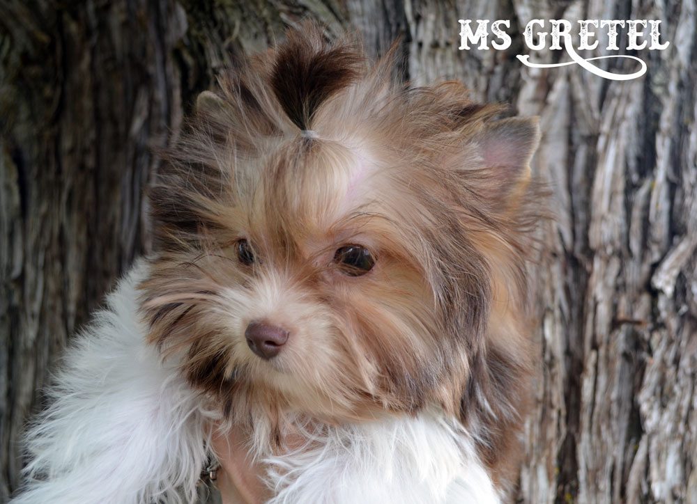 Ms Gretel Mini Chocolate Puppy Girl