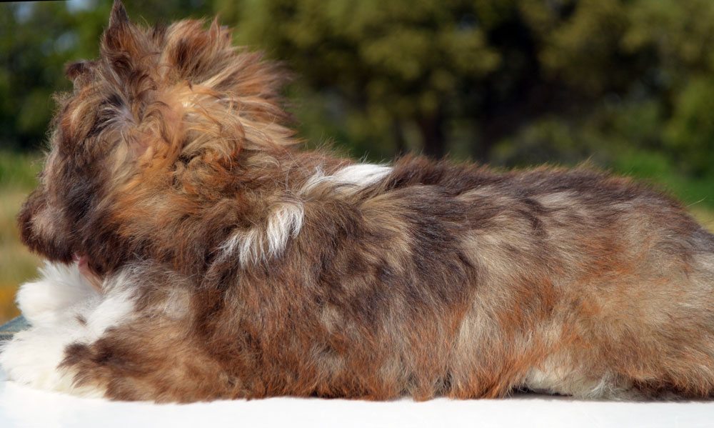Sable Colored Biewer Terrier Coat