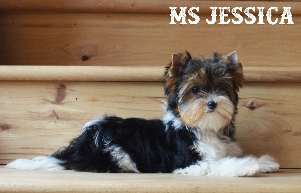 Ms Jessica Biewer Terrier Girl