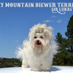 Rocky Mountain's Sir Lukas Cream White Golddust Biewer Terrier