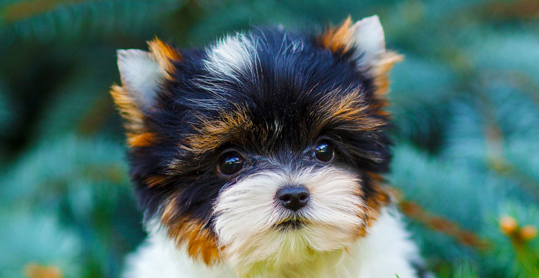 Sir Chips Biewer Boy